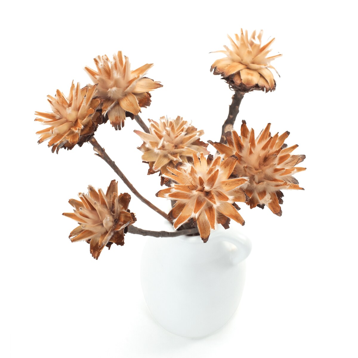 Suszone plumosum naturalne - kwiaty suszone