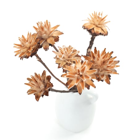 Suszone plumosum naturalne - kwiaty suszone