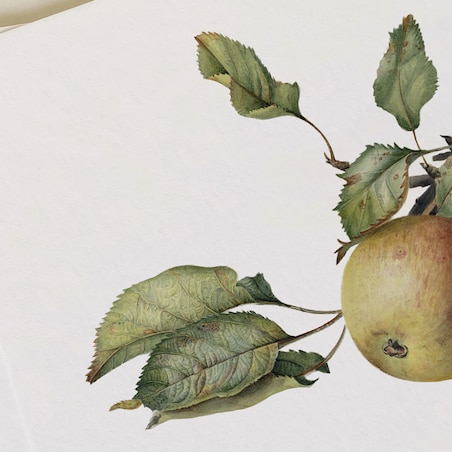 Plakat Gałązka z jabłkami 21x30cm