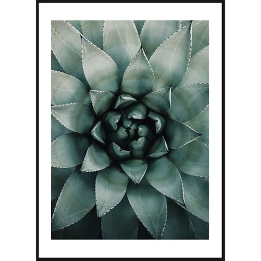 Poster Story, Plakat, Obraz - Sukulent w Zbliżeniu, wymiary 30 x 42 cm