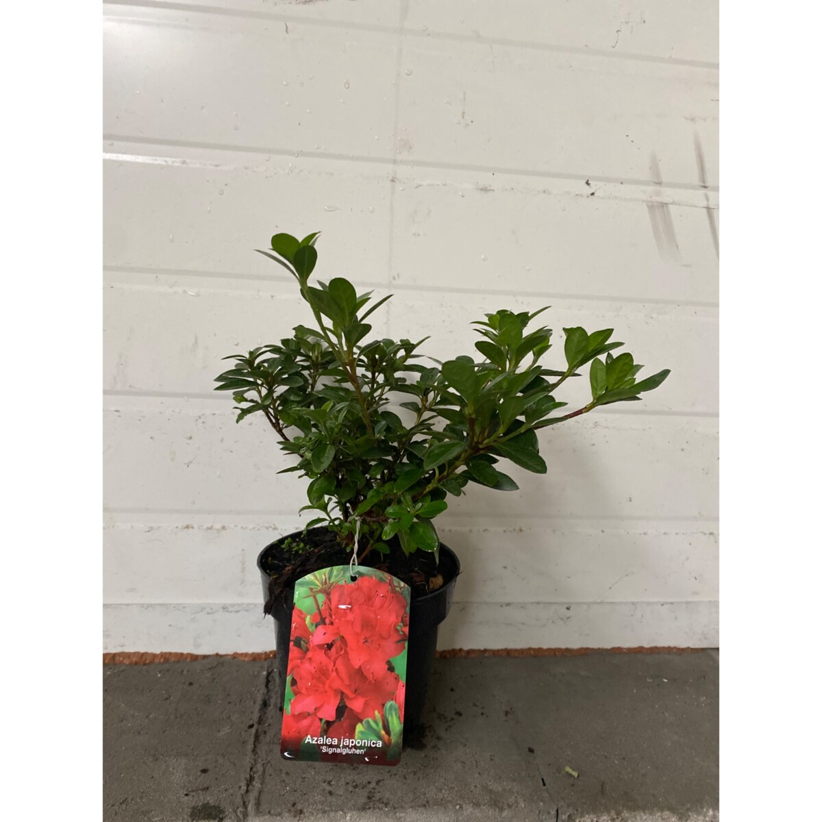 Azalia japońska-Azalea jap. Signalglühen Doniczka Ø 15 cm – Wysokość ok. 35 cm