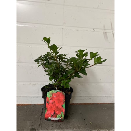 Azalia japońska-Azalea jap. Signalglühen Doniczka Ø 15 cm – Wysokość ok. 35 cm