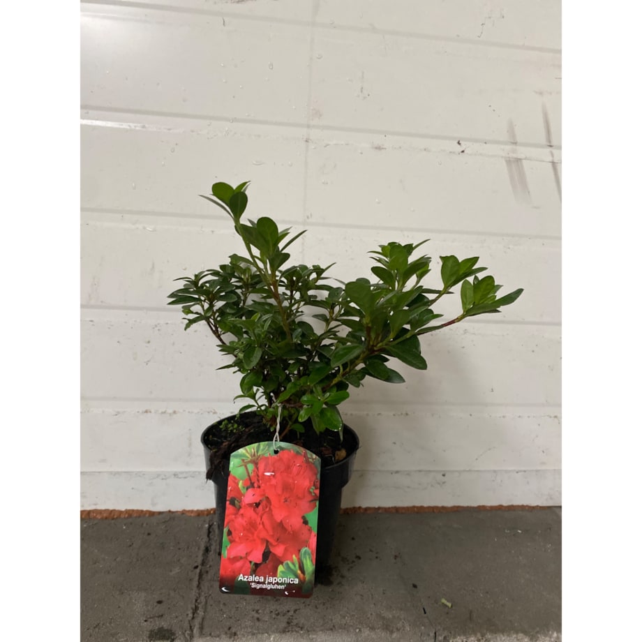Azalia japońska-Azalea jap. Signalglühen Doniczka Ø 15 cm – Wysokość ok. 35 cm