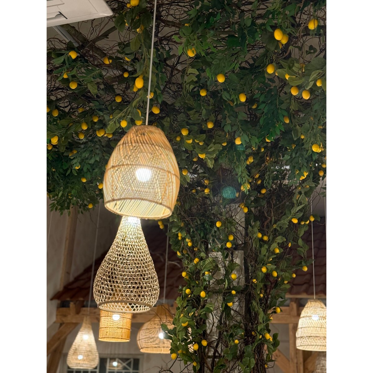 Instalacja z cytryn - drzewo cytrynowe 25m2