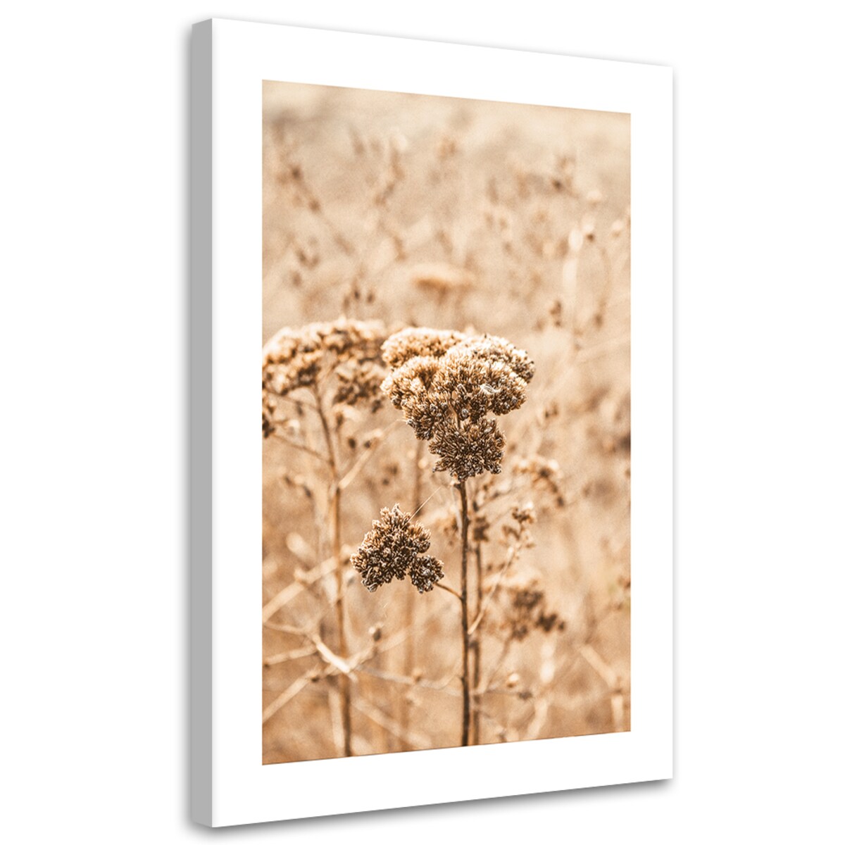 Obraz na płótnie, Beżowe trawy