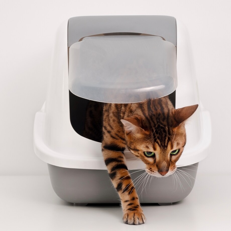 Żwirek Dla Kota Bentonitowy Do Kuwety 3,8 L Zbrylający Bezpyłowy Cytrynowy