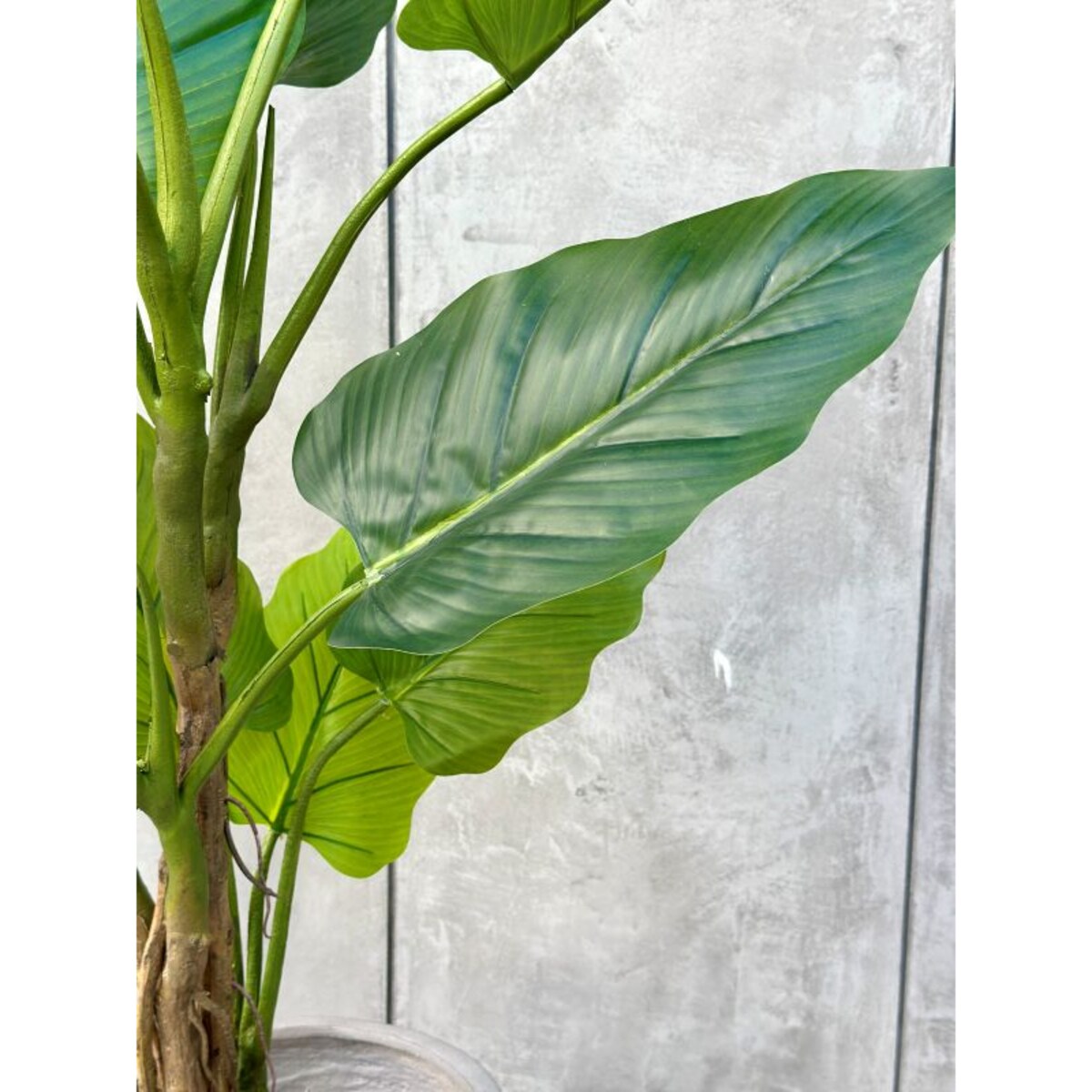 DRZEWKO FILODENDRON XXL