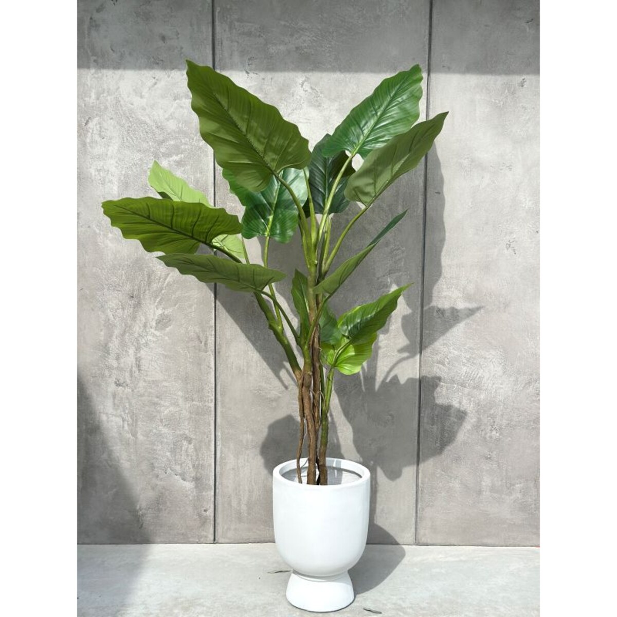 DRZEWKO FILODENDRON XXL