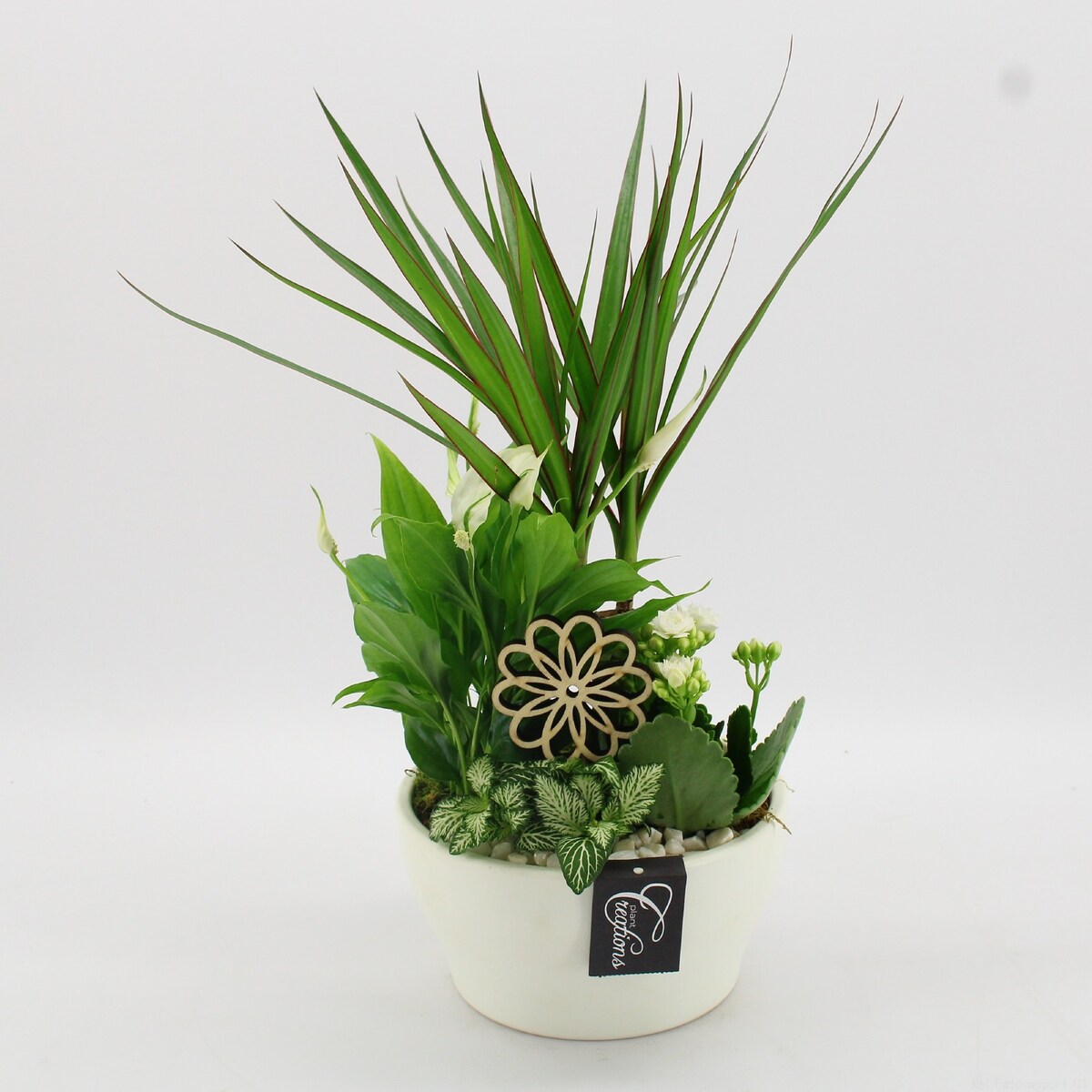 Kompozycja mix roślin w ceramiczna doniczka Ø19cm wysokość 45cm