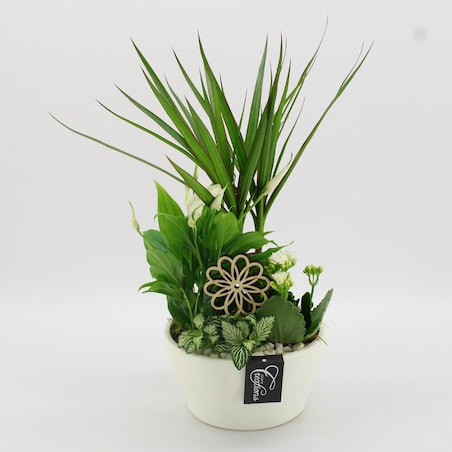 Kompozycja mix roślin w ceramiczna doniczka Ø19cm wysokość 45cm