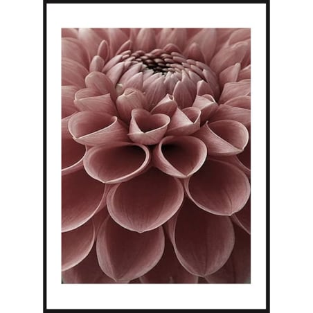 Poster Story, Plakat, Obraz - Różowa Dalia, wymiary 21 x 30 cm