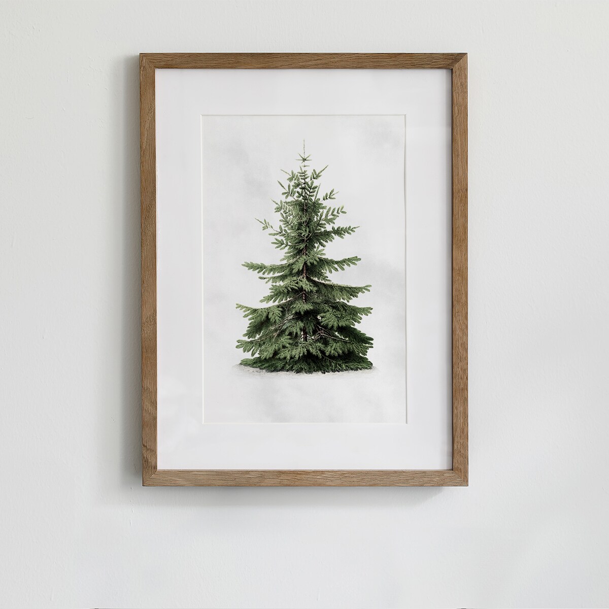 Plakat Jodła kaukaska 21x30cm