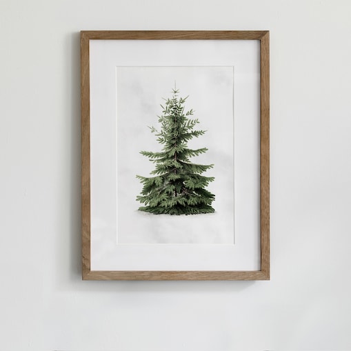 Plakat Jodła kaukaska 21x30cm