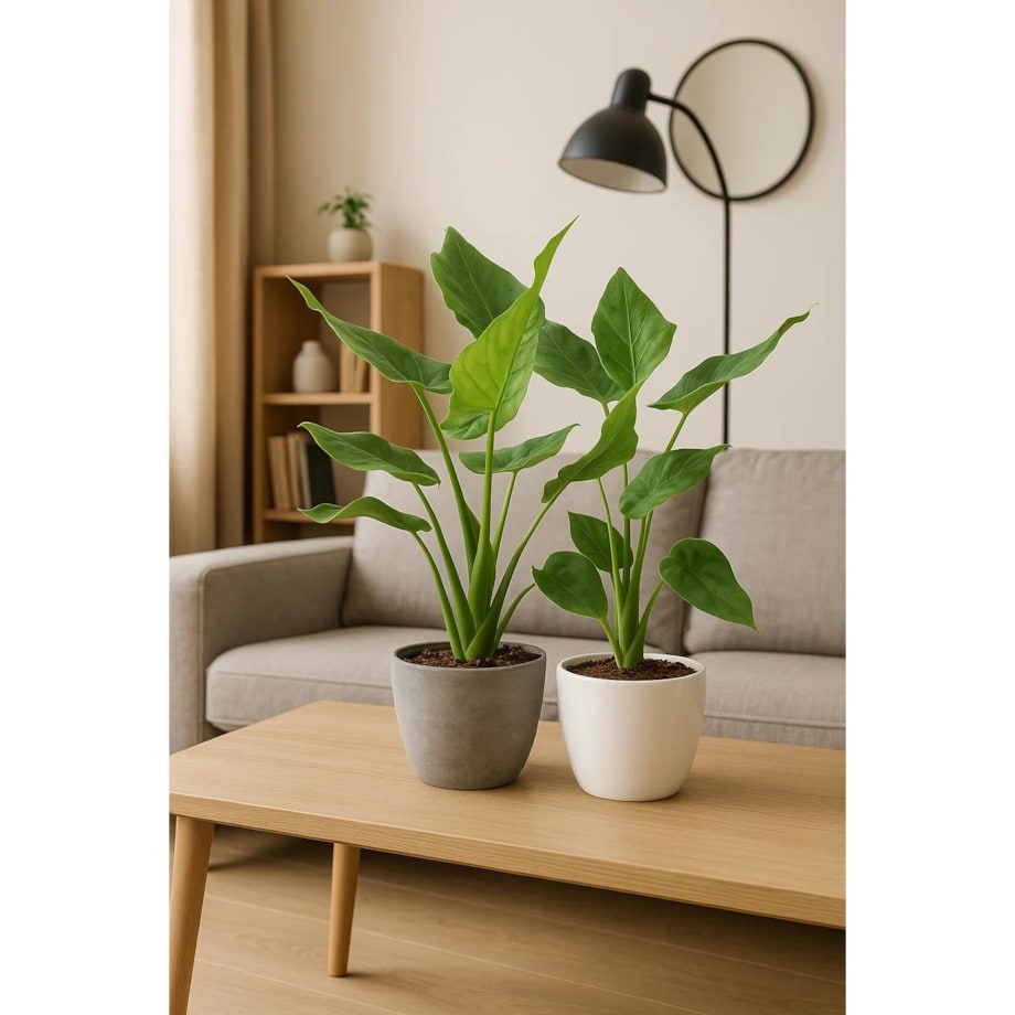 Alocasia cucullata | Doniczka Ø 17 cm | Wysokość ok. 50 cm