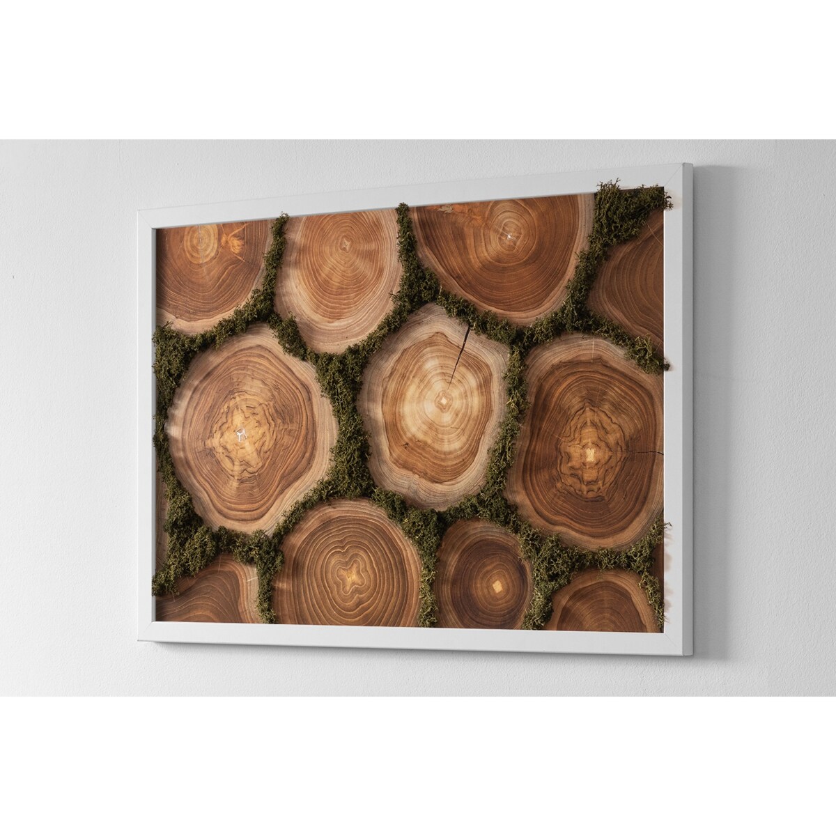 Obraz Przekrój pnia - mech chrobotek w białej ramie 60x40cm