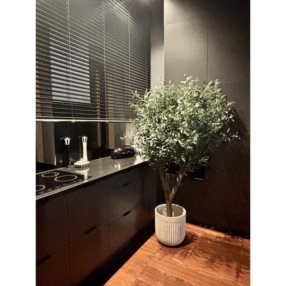 Drzewo oliwka gęsta na naturalnym pniu 170 cm