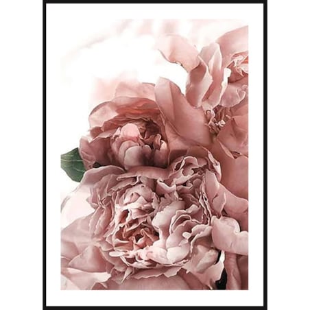 Poster Story, Plakat, Obraz - Różowe Piwonie w Rozkwicie, wymiary 60 x 84 cm