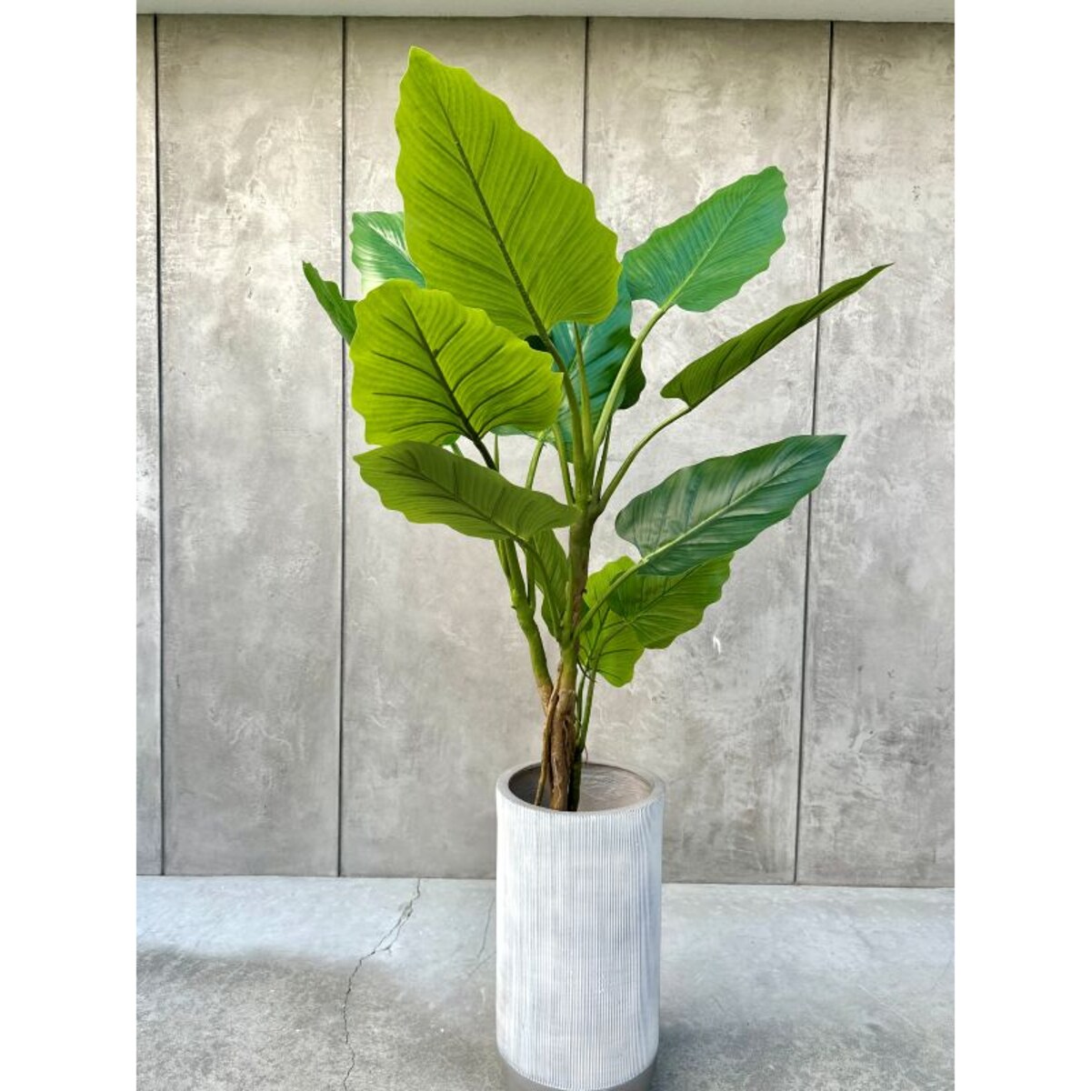 DRZEWKO FILODENDRON XXL