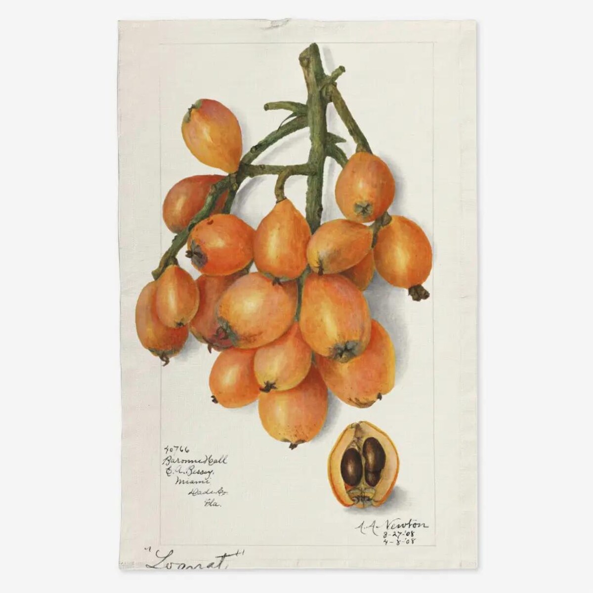 Lniany ręcznik kuchenny - nieśplik japoński