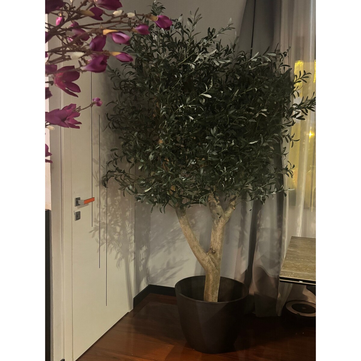 Drzewo oliwka na grubym naturalnym pniu 240 cm - olbrzymia