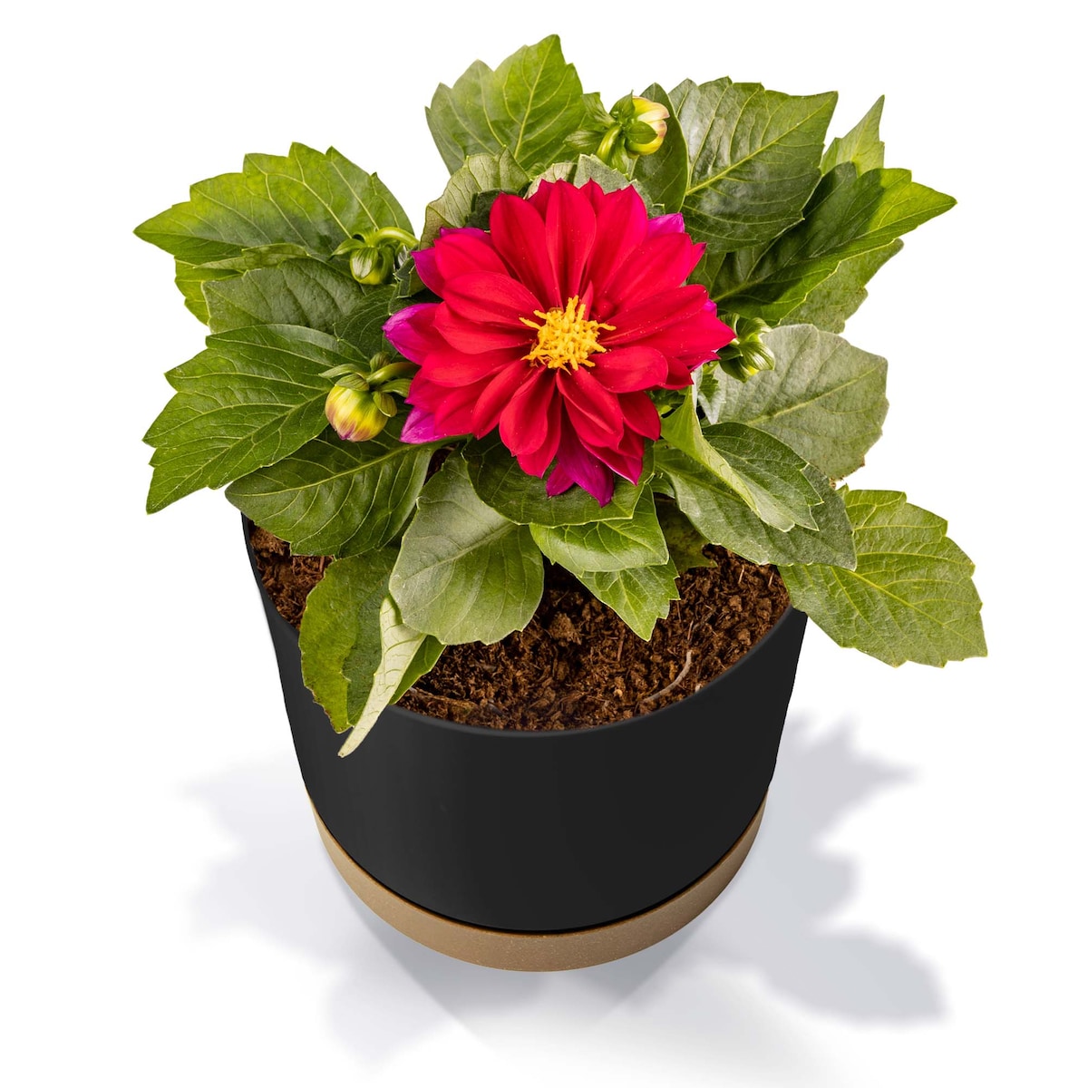 Doniczka Ogrodowa 23,9Cm Z Podstawką Do Domu Donica Plastikowa Antracyt