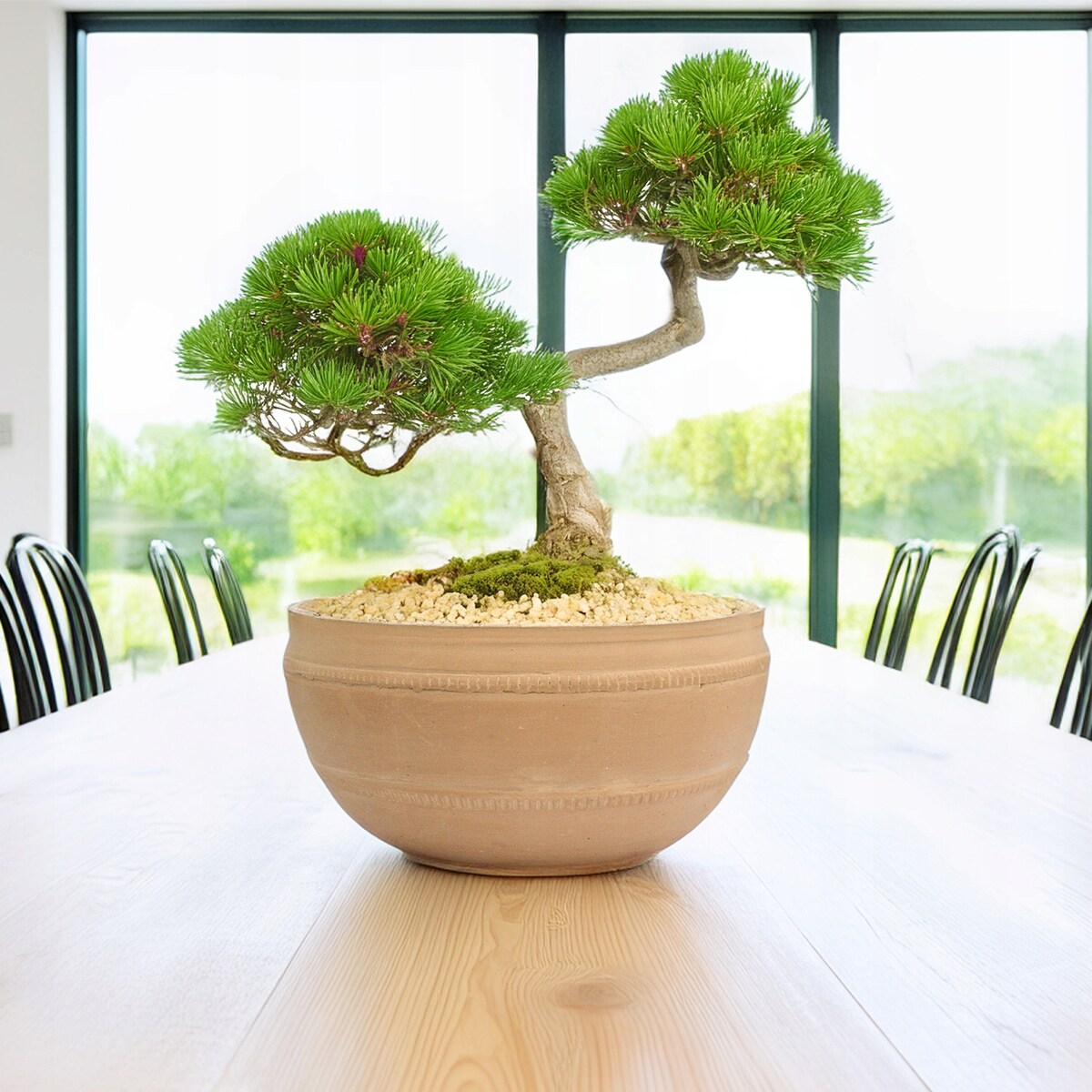OSŁONKA NA DONICZKĘ 30cm na bonsai płaska duża styl boho gliniana terakota