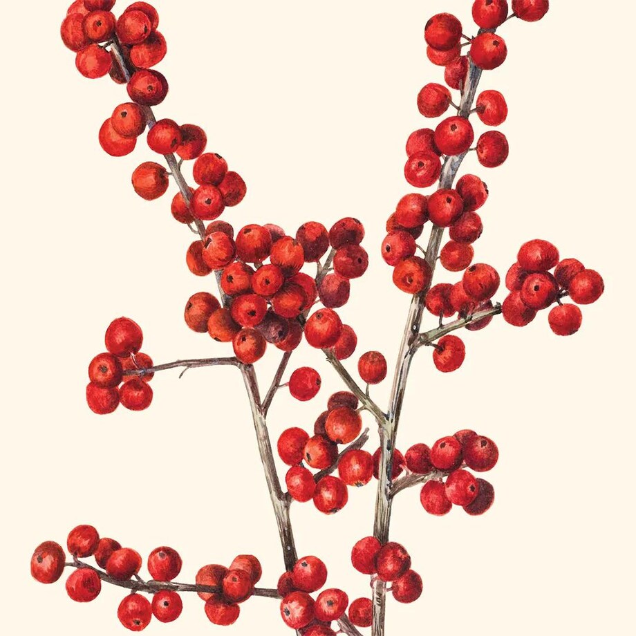 Poduszka świąteczna - Ostrokrzew