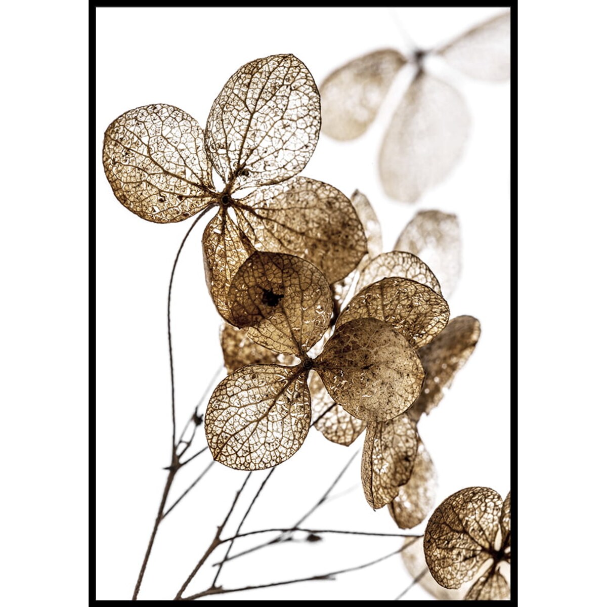 plakat suszone kwiaty 1 30x40 cm