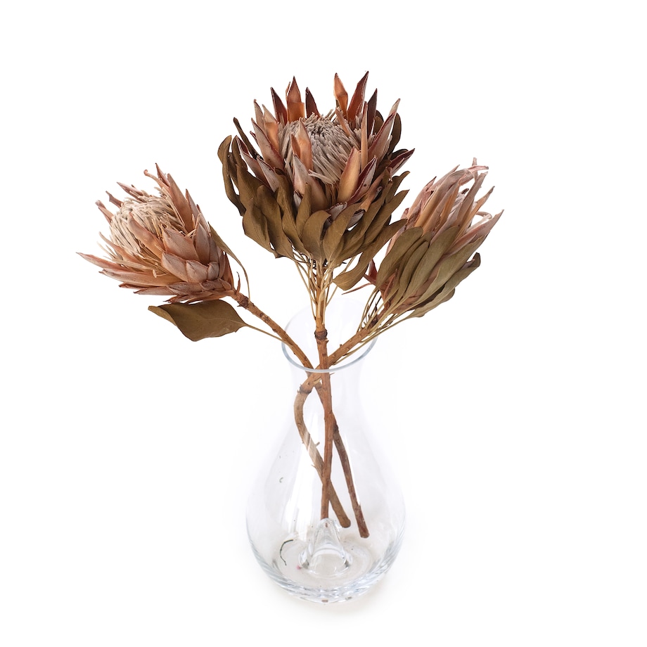 Suszona protea king różowa - kwiaty suszone