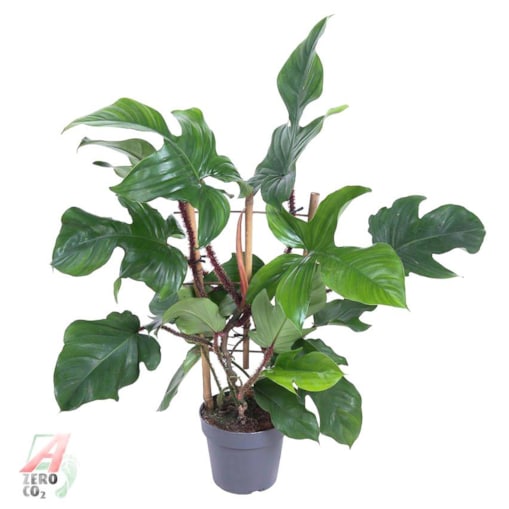 Philodendron Red Wonder – doniczka Ø 19 cm – wysokość 60 cm