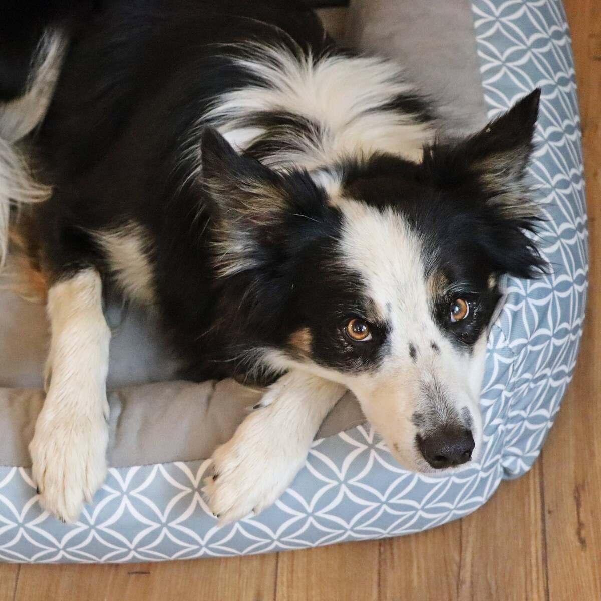 Stylowe legowisko dla kota OTTO, 60x40 cm, Szary