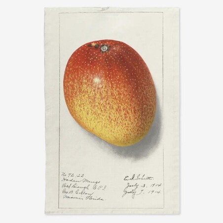 Lniany ręcznik kuchenny - mango 1