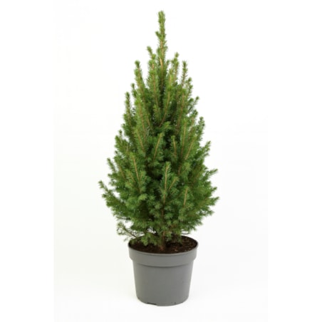 Picea glauca Conica December Doniczka Ø23 cm | Wysokość ok. 75 cm
