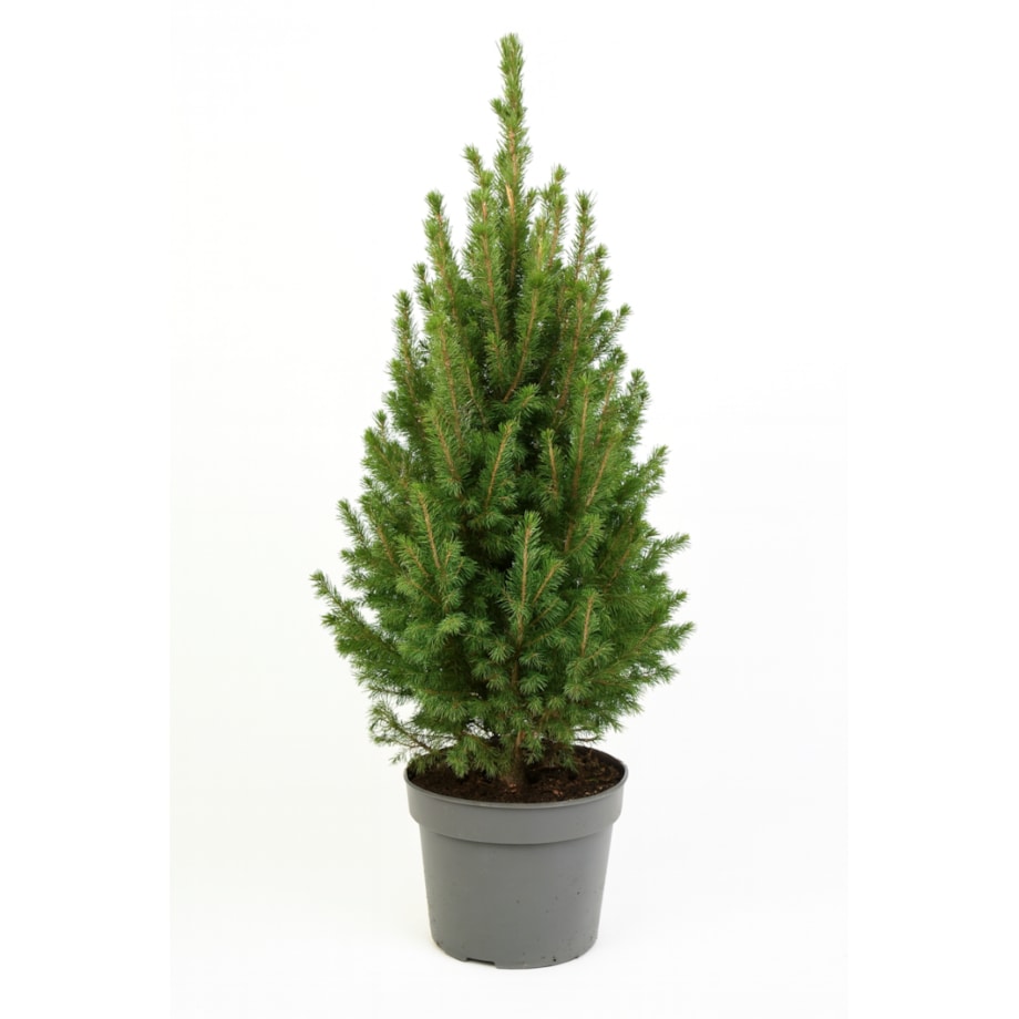 Picea glauca Conica December Doniczka Ø23 cm | Wysokość ok. 75 cm