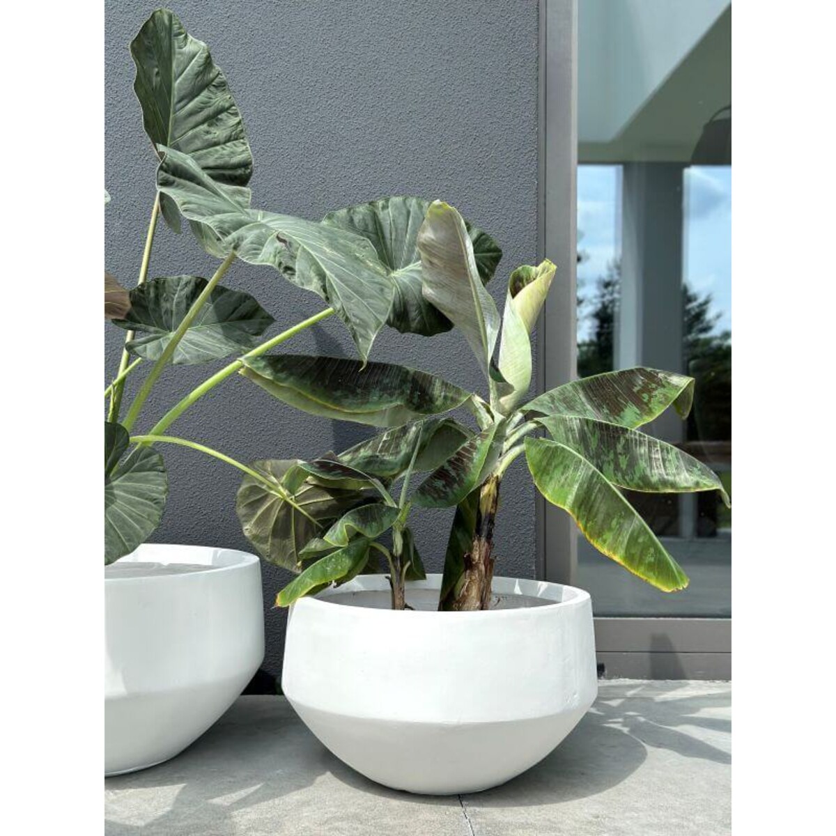 DONICZKA AMANDO BIAŁA S