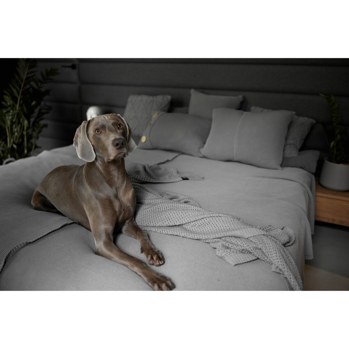 Narzuta klasyczna szara, 220 x 240 cm, La Manta