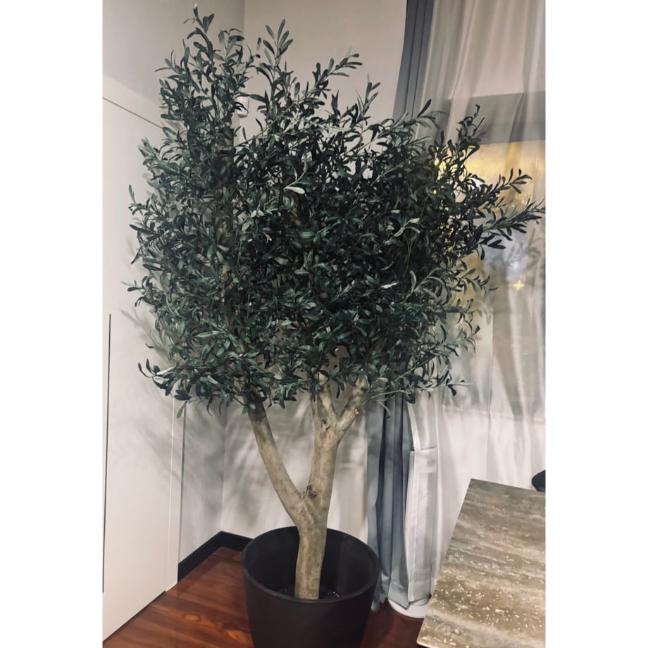 Drzewo oliwka na grubym naturalnym pniu 240 cm - olbrzymia