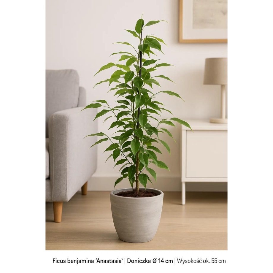 Ficus benjamina Anastasia| Doniczka Ø 14 cm | Wysokość ok. 55 cm