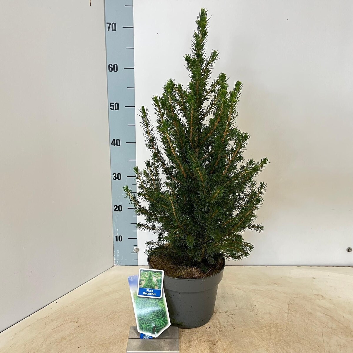 Picea glauca Conica December Doniczka Ø19 cm | Wysokość ok. 60 cm