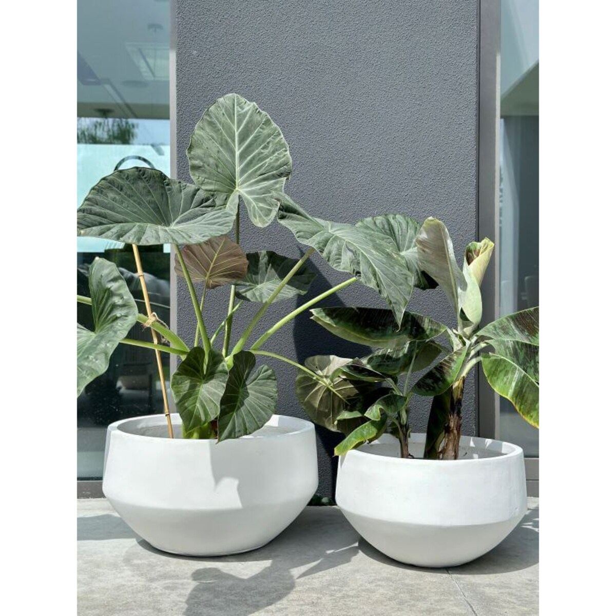 DONICZKA AMANDO BIAŁA S