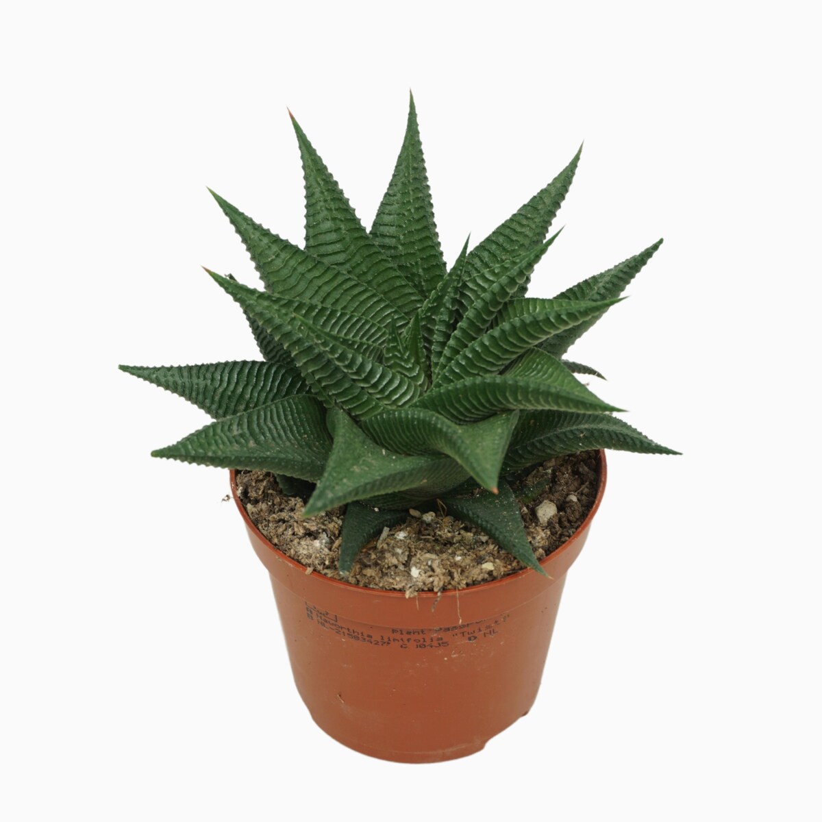 Haworthia Twister–Haworsja | Sukulent – Ø 8,5 cm – wys. 10 cm