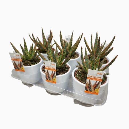 Aloë zebrina ‘Dannyz’ | 1 sztuka | Ceramiczna doniczka Ø10,5 cm | Wysokość ok. 18 cm