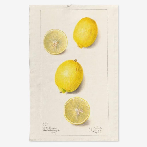 Lniany ręcznik kuchenny - cytryny