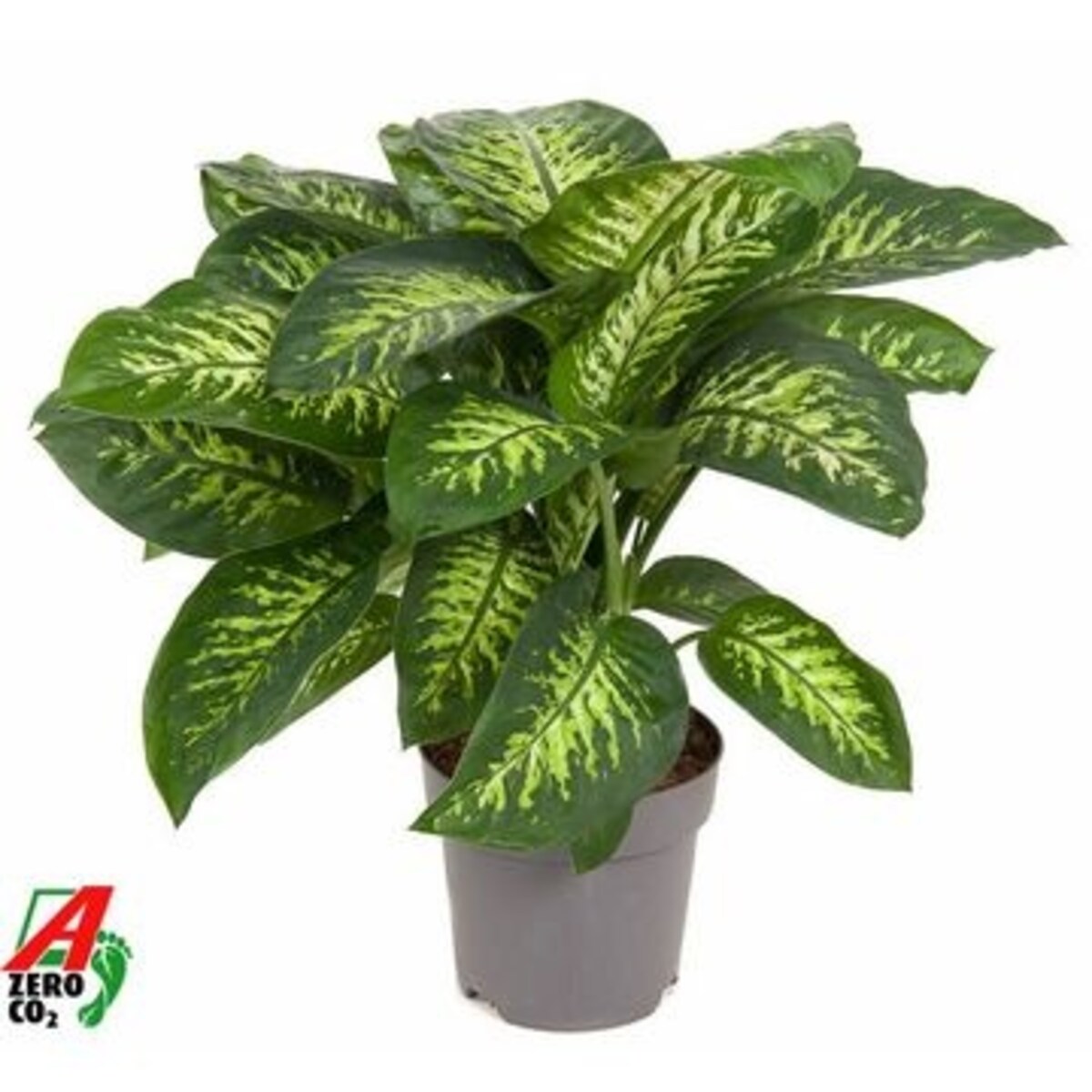 Dieffenbachia Reeva – doniczka Ø 24 cm – wysokość 80 cm