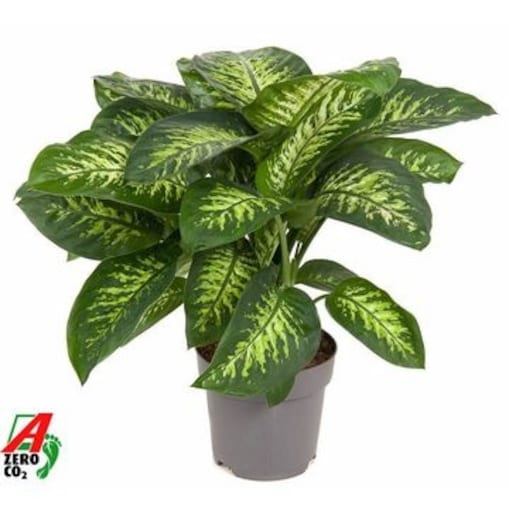 Dieffenbachia Reeva – doniczka Ø 24 cm – wysokość 80 cm