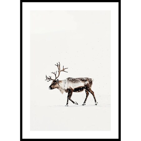 Poster Story, Plakat, Obraz - Renifer w Śniegu, wymiary 60 x 84 cm