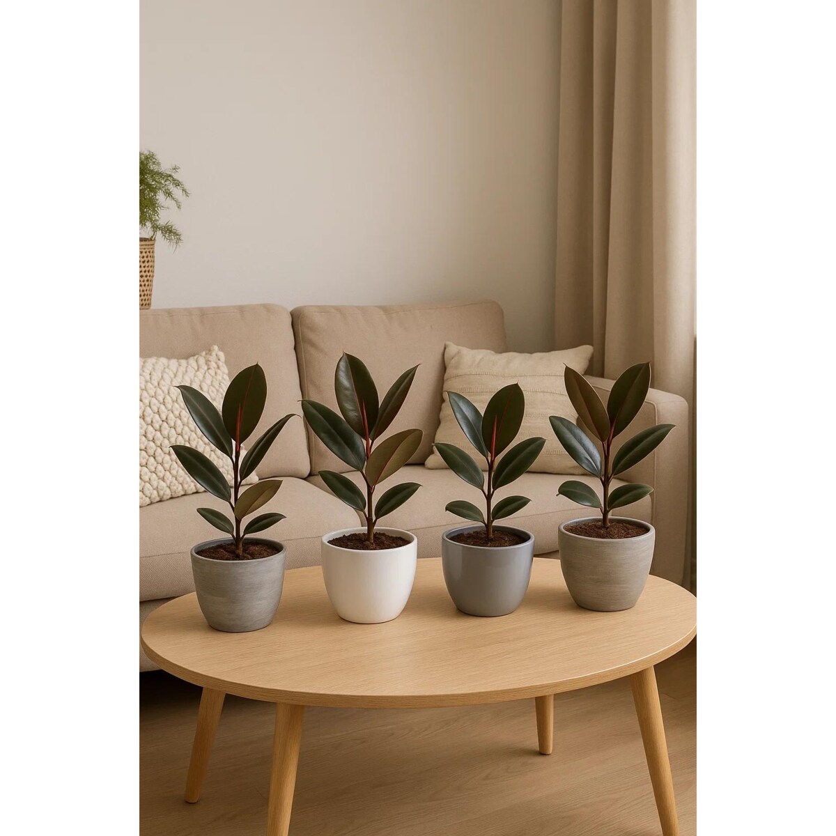 Fikus sprężysty Abidjan– doniczka Ø 17 cm – wysokość 55 cm