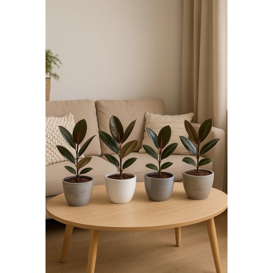 Fikus sprężysty Abidjan– doniczka Ø 17 cm – wysokość 55 cm