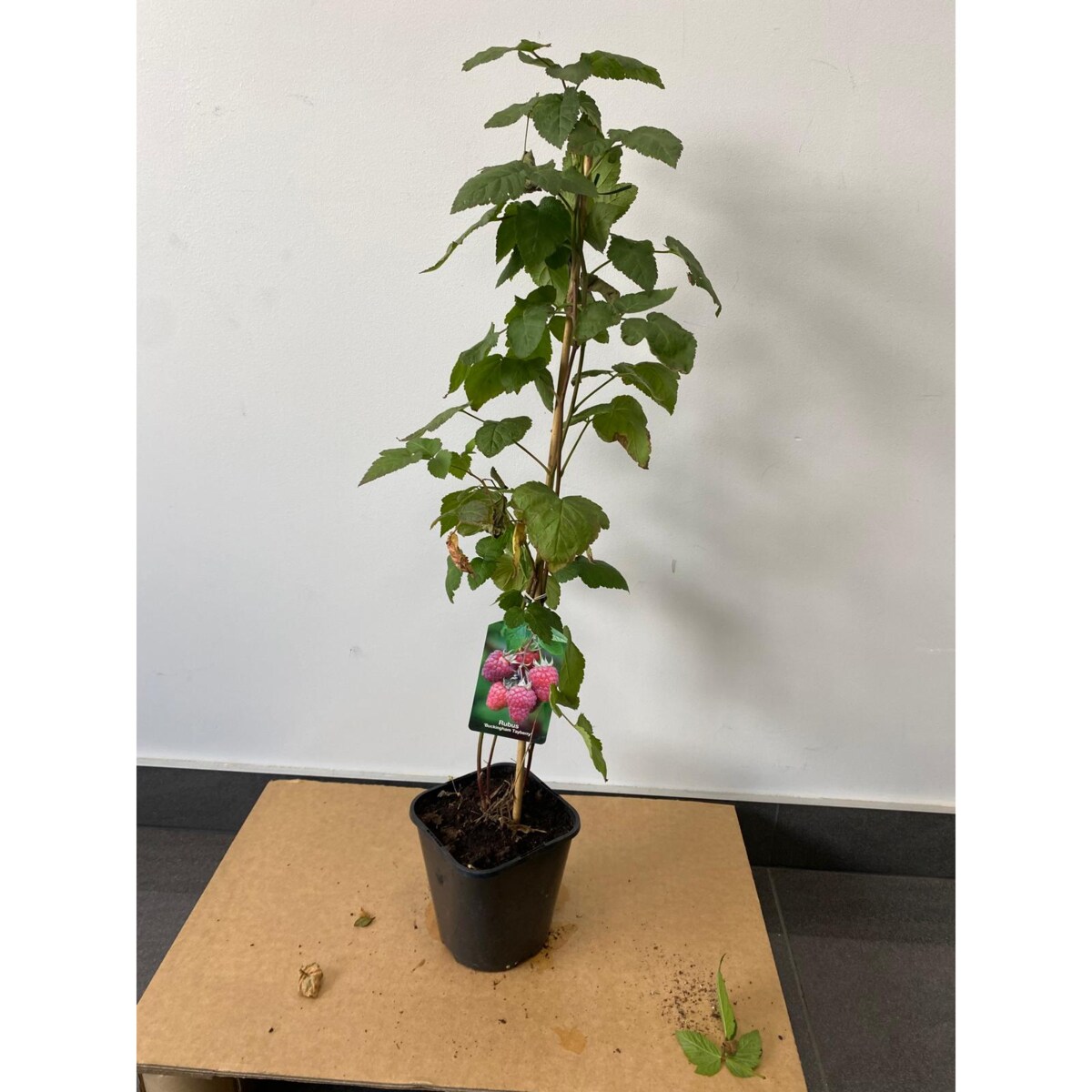Jeżynomalina-Rubus Buck. Tayberry Doniczka Ø 17 cm – Wysokość ok. 90 cm