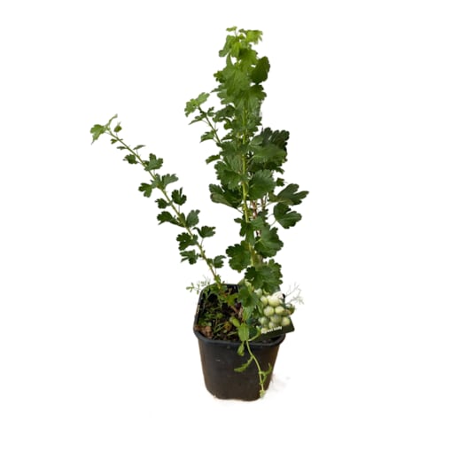 Agrest żółty (Ribes uva-crispa ‘Hinnonmäki Yellow’) – Doniczka Ø 19 cm – Wysokość ok. 50 cm